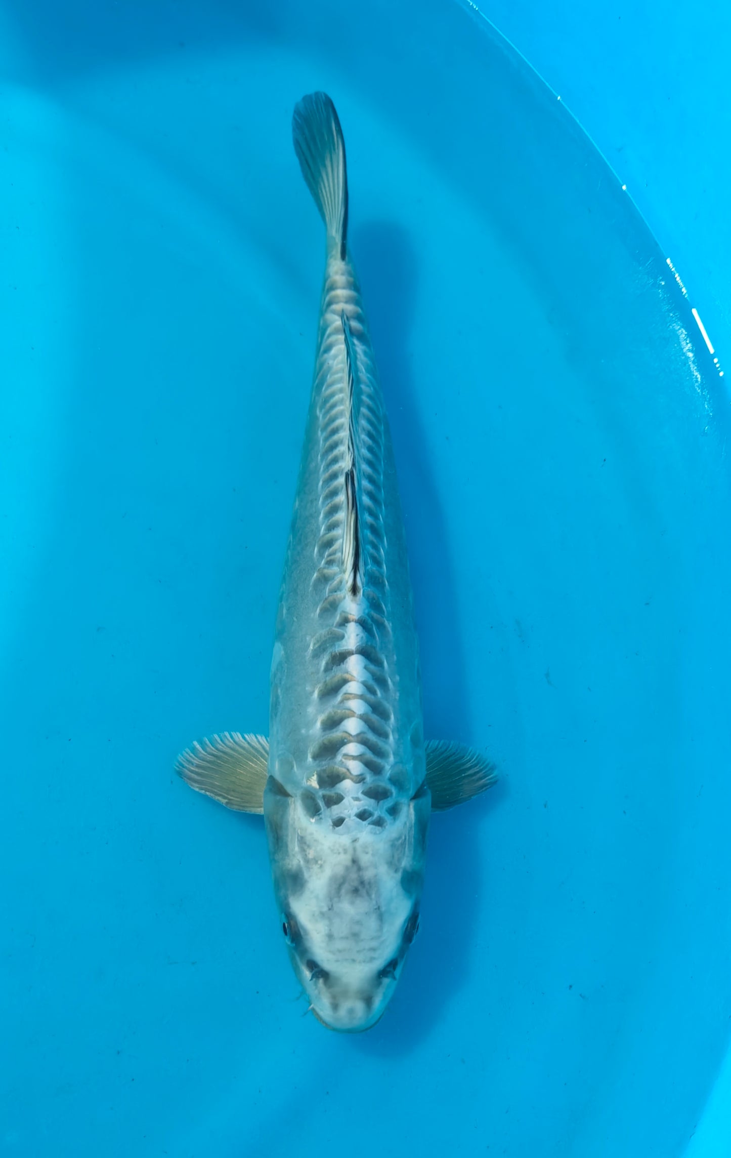 Doitsu Kubuto WO-6033-1