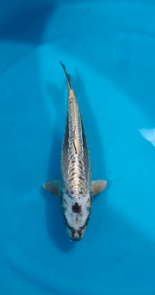 Doitsu Ginrin Kubuto Ref: WO-6033-4