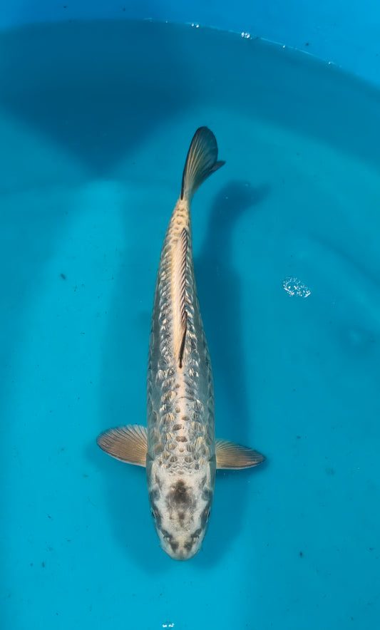 Doitsu Ginrin Kubuto Ref: WO-6033-5