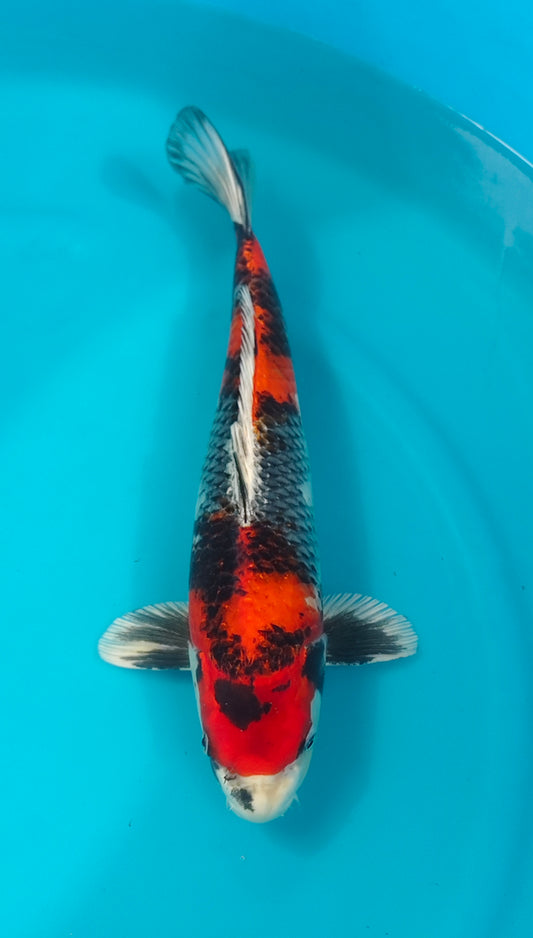 Kin Showa Ref: WO-6035-1