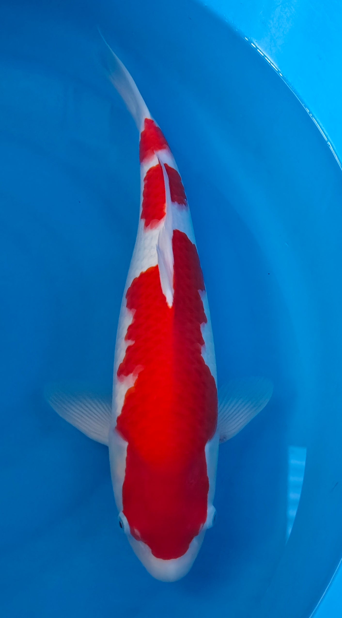 Kohaku