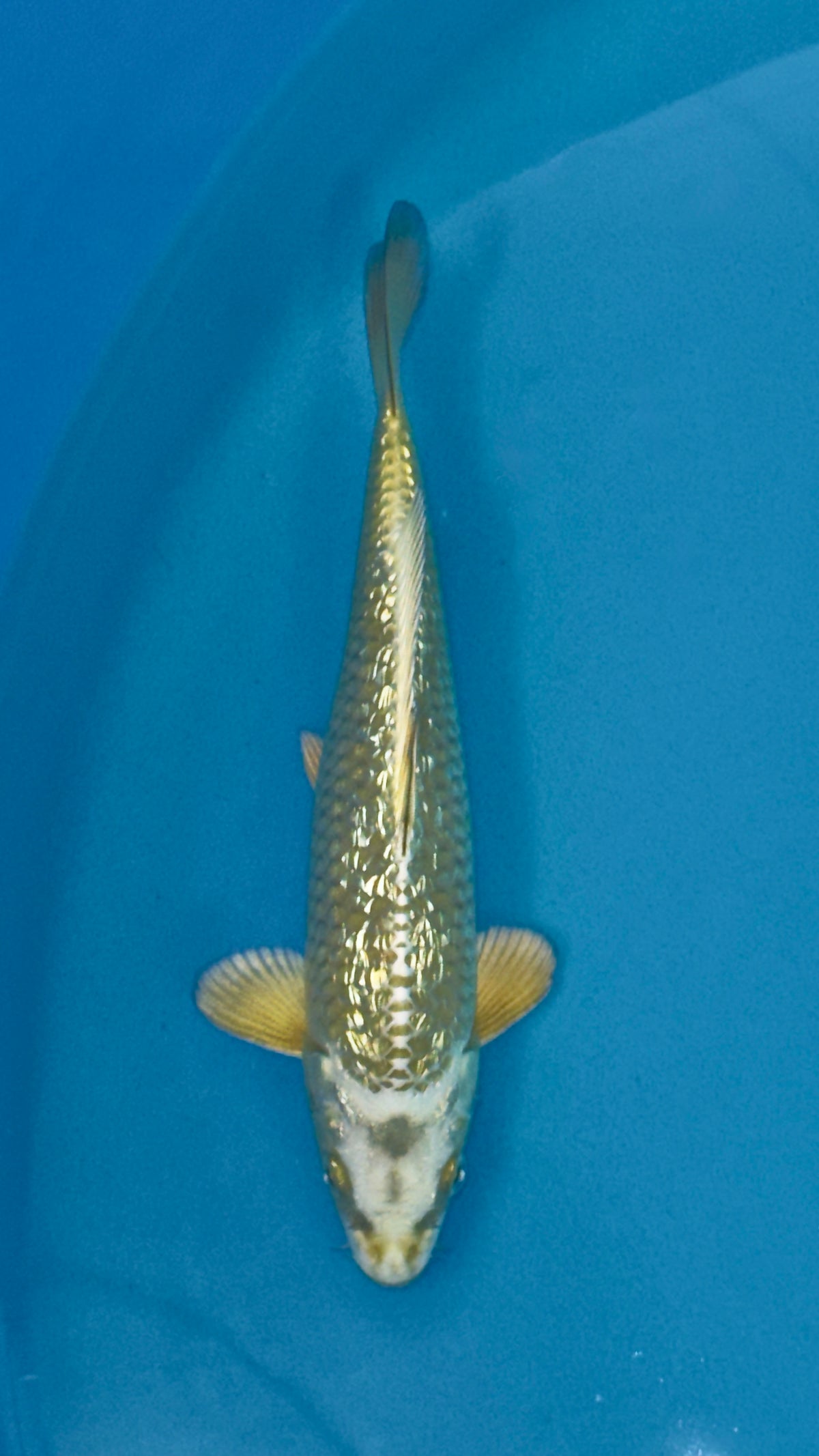 Ginrin Mukashi Ogon