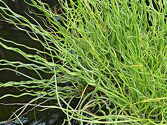 Corkscrew Rush (Juncus effusus spiralis)