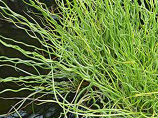 Corkscrew Rush (Juncus effusus spiralis)