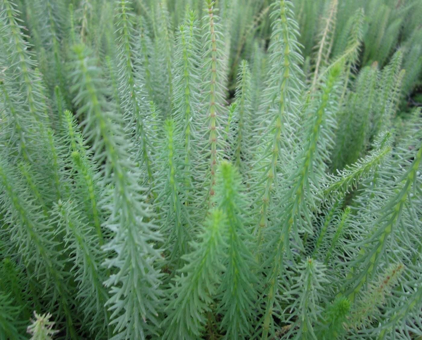 Mare's tail-(Hippuris vulgaris)