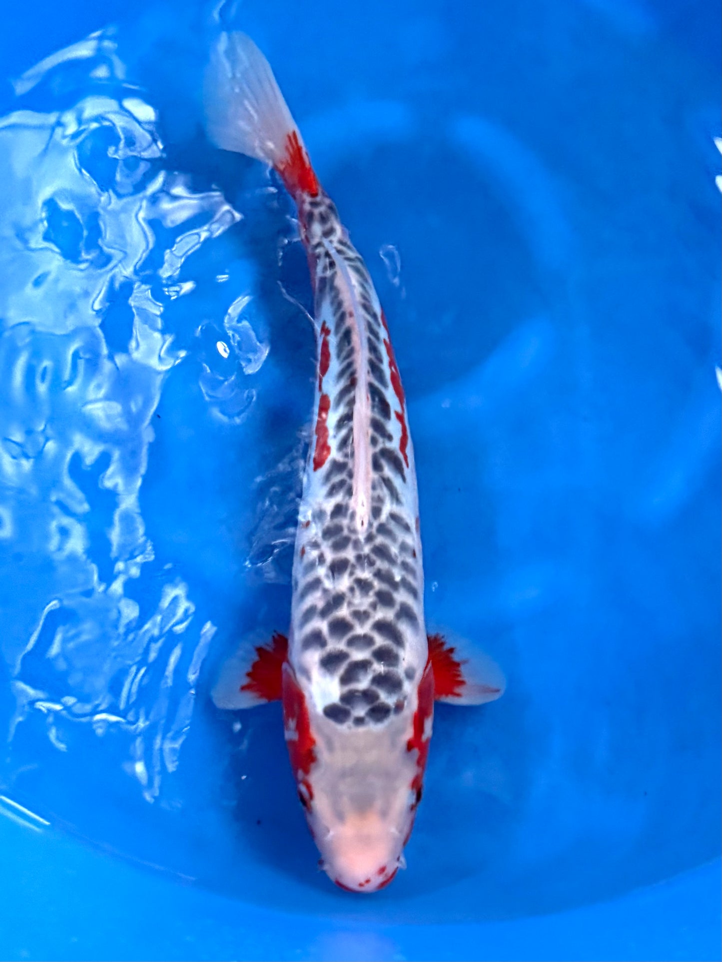 Blue Dragon Aragoke Shusui