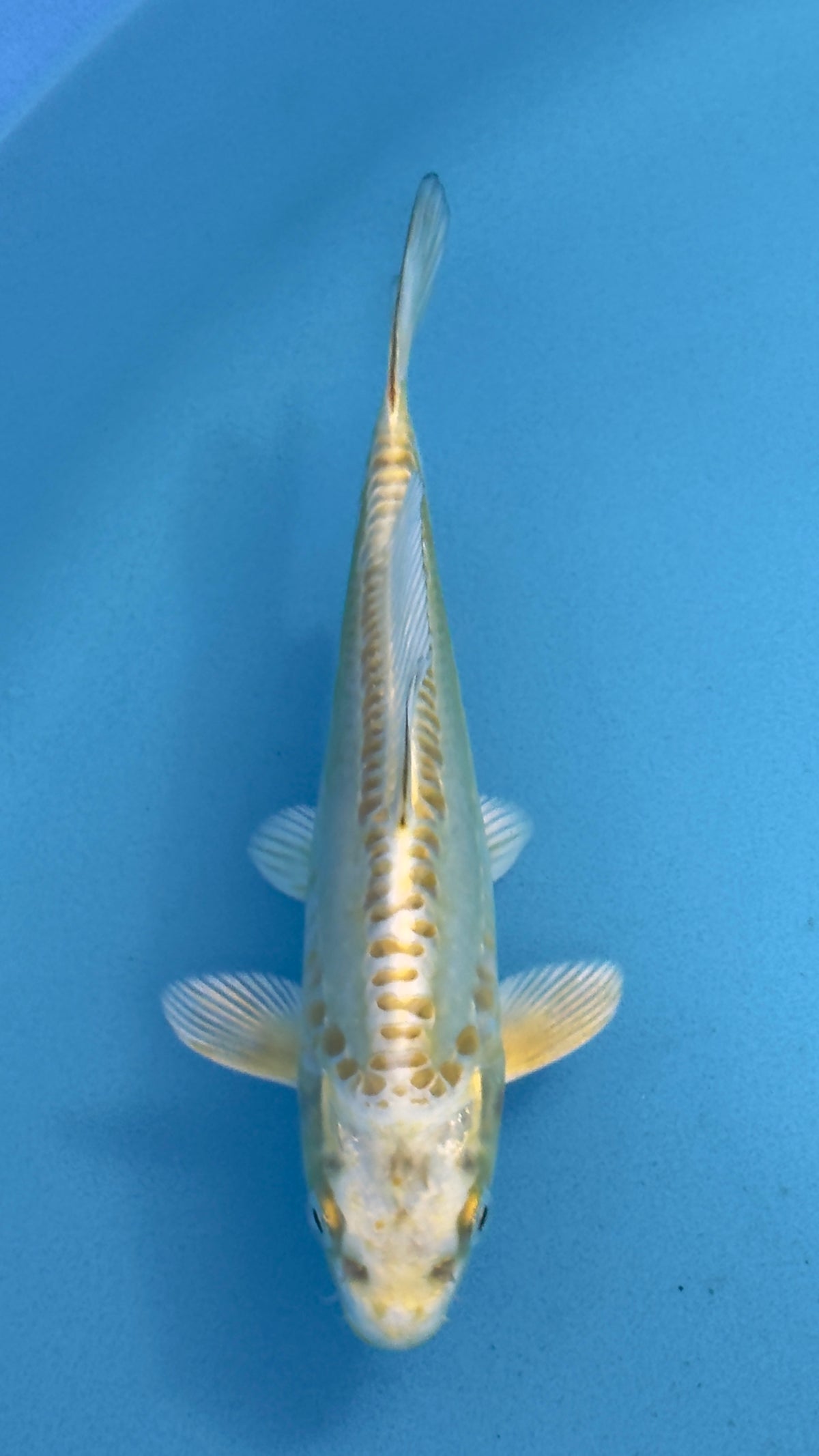 Doitsu Mukashi Ogon