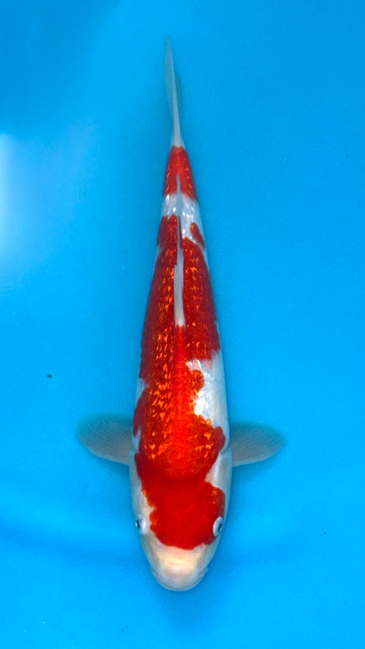 Ginrin Kohaku