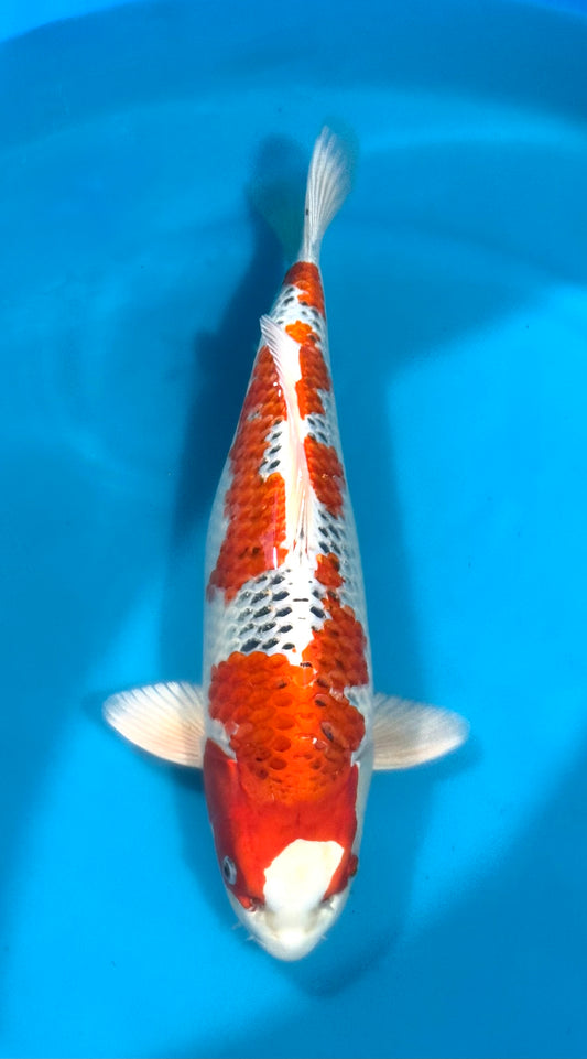 Kujaku