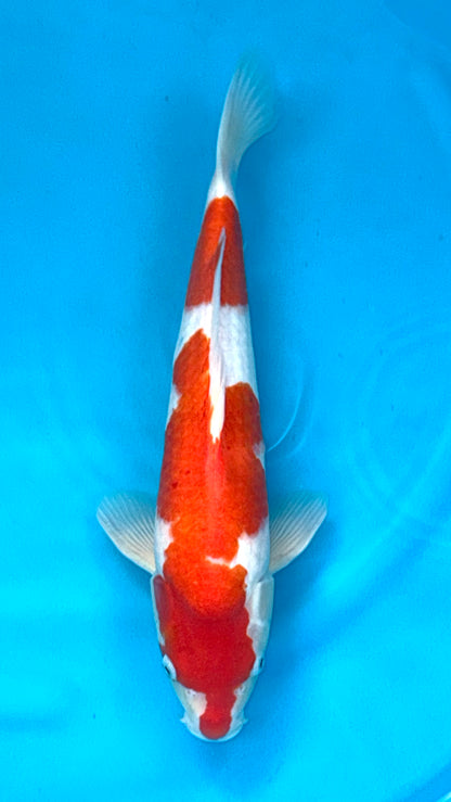 HQ Kohaku