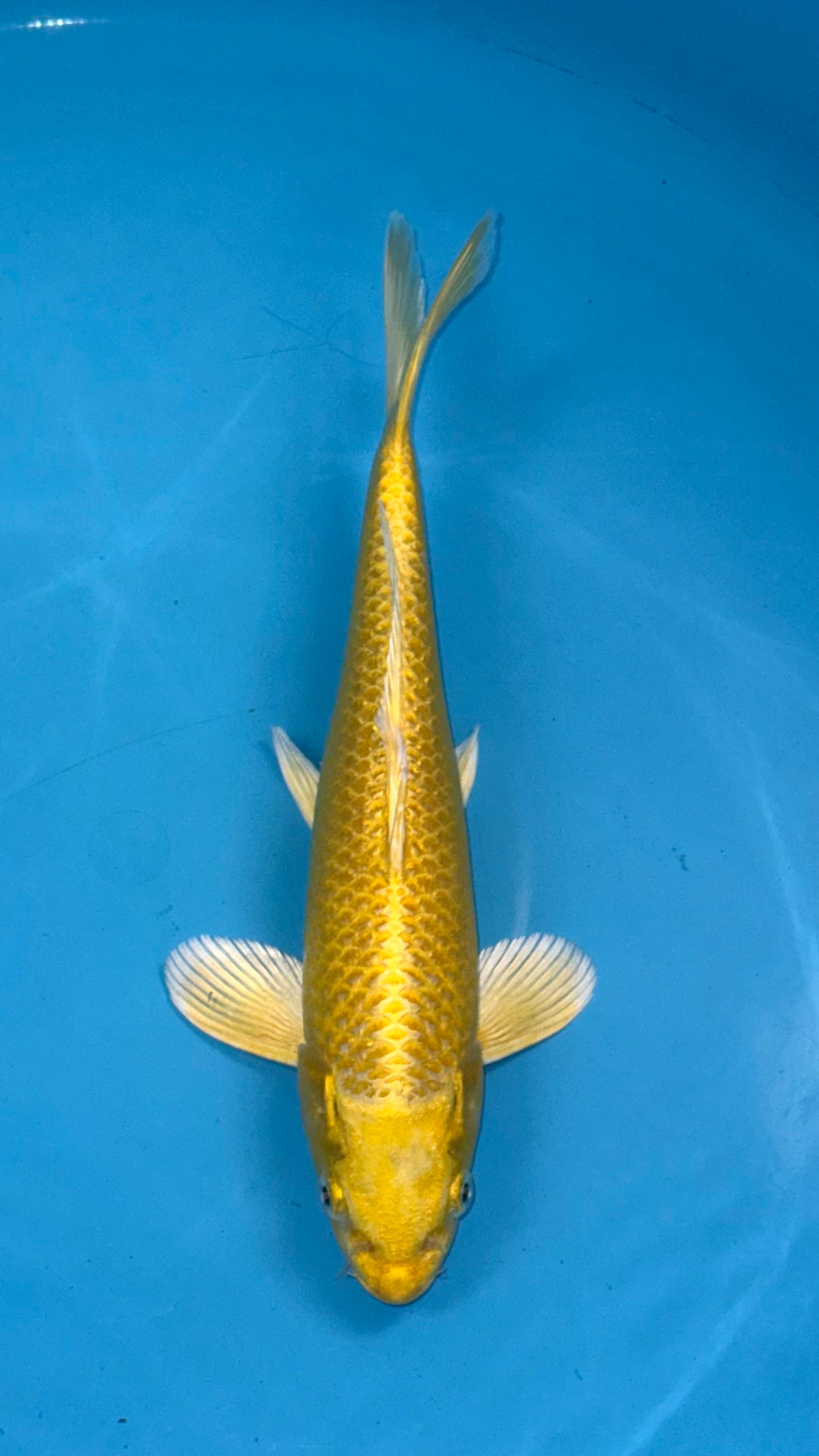 Yamabuki