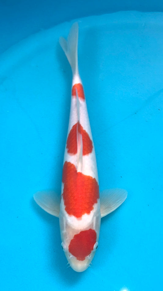High Quality Kohaku