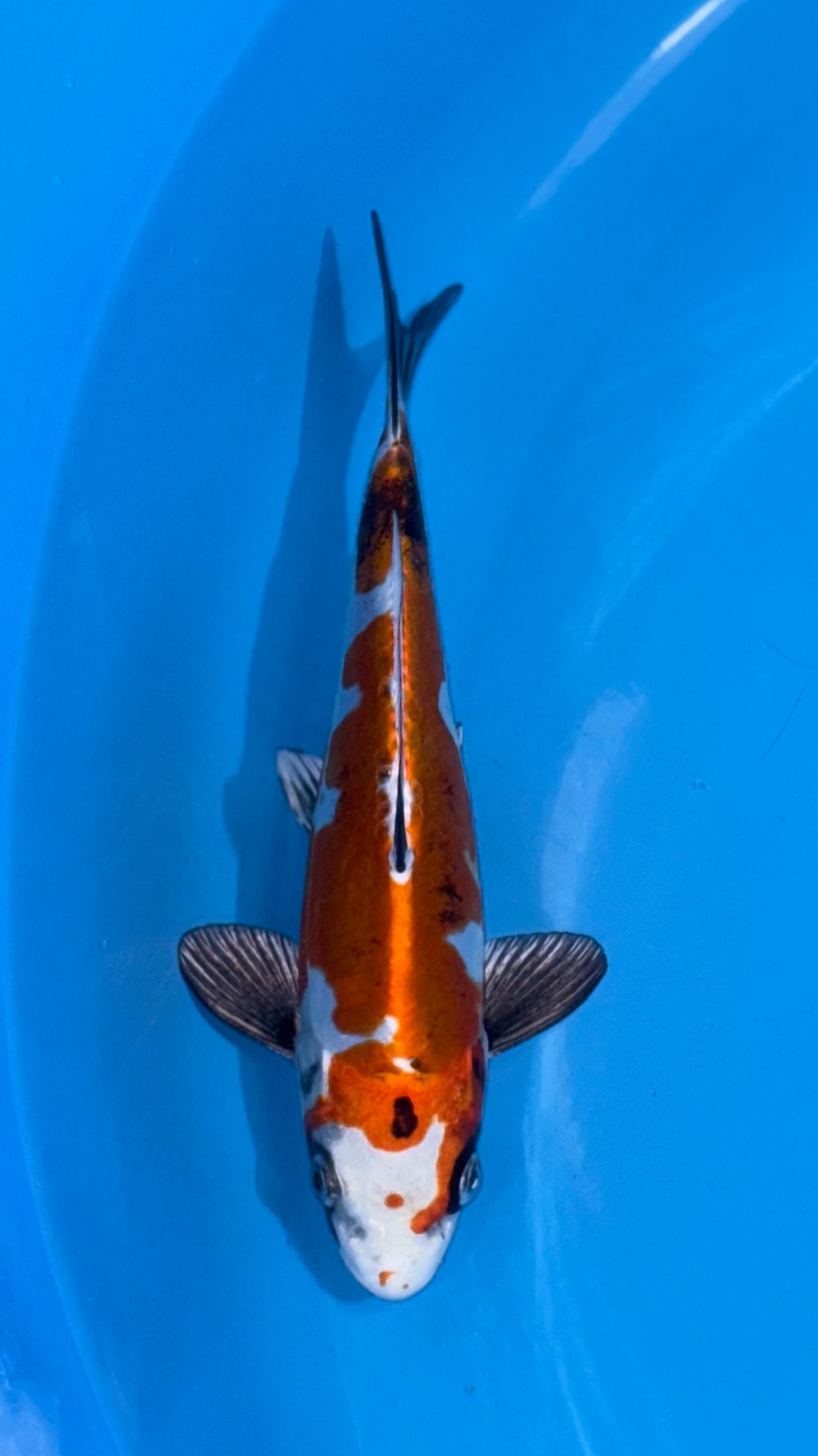 Beni Kikokuryu