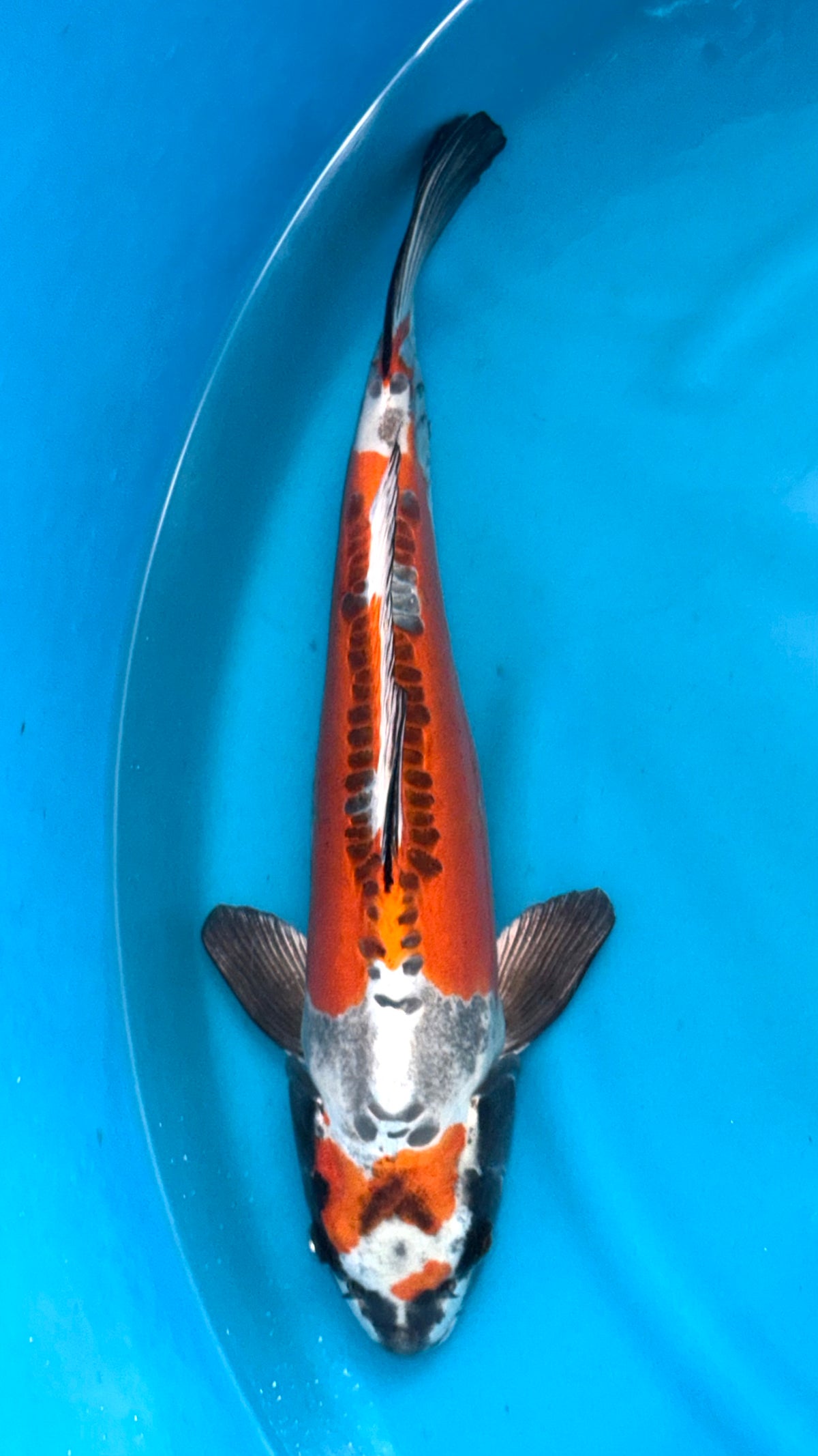 Beni Kikokuryu