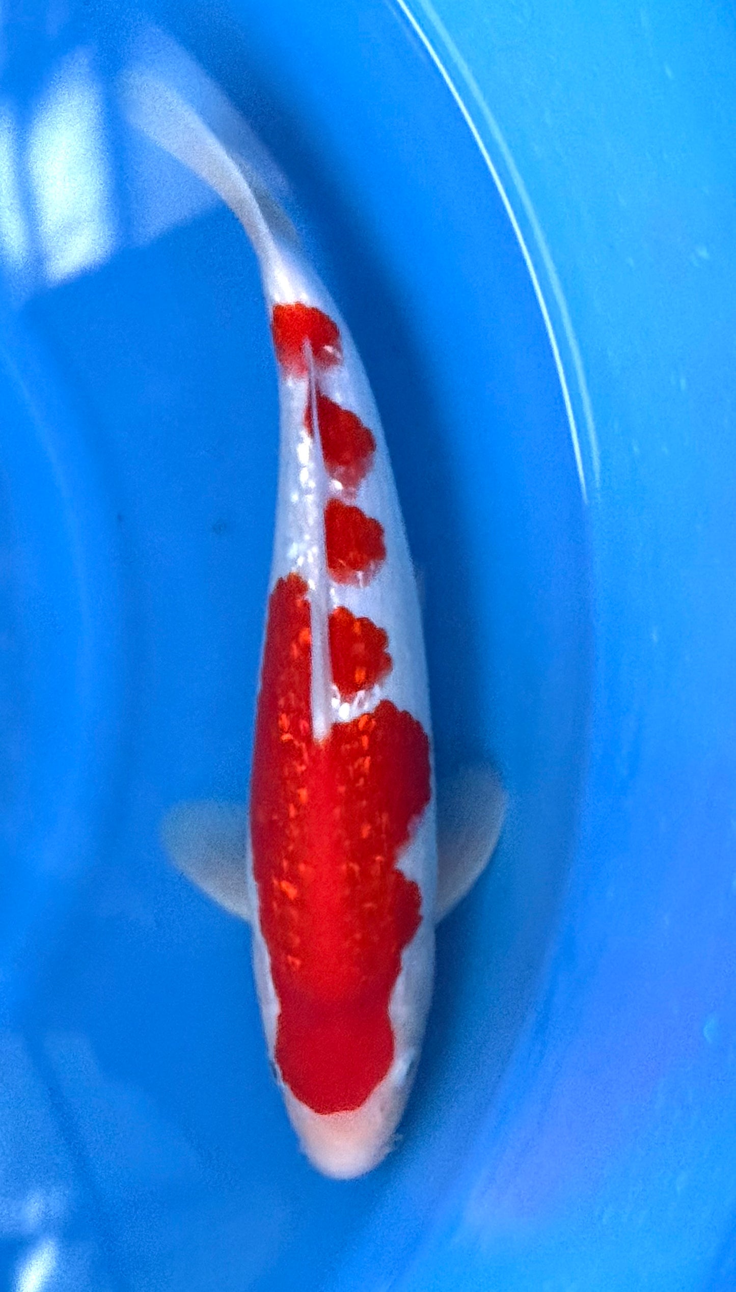 High Quality Ginrin Kohaku