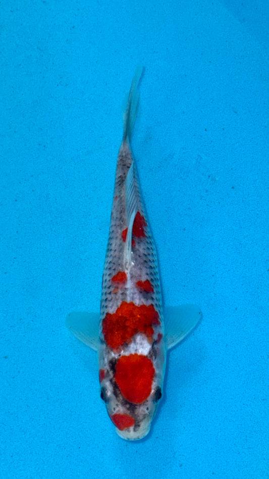 Goshiki
