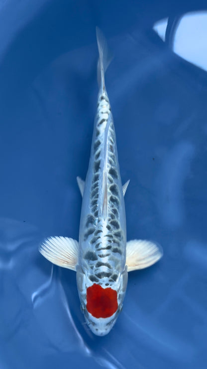 Tancho Aragoke Kujaku