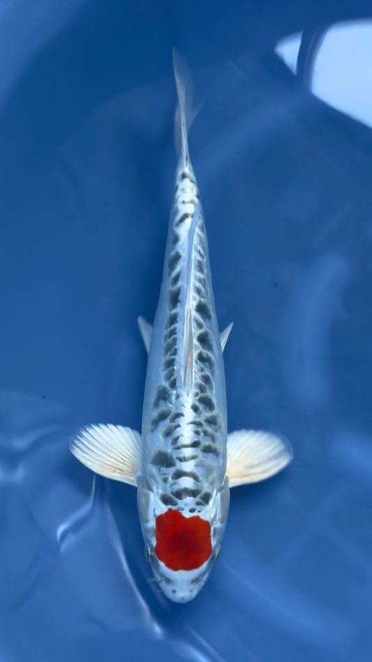 Tancho Aragoke Kujaku