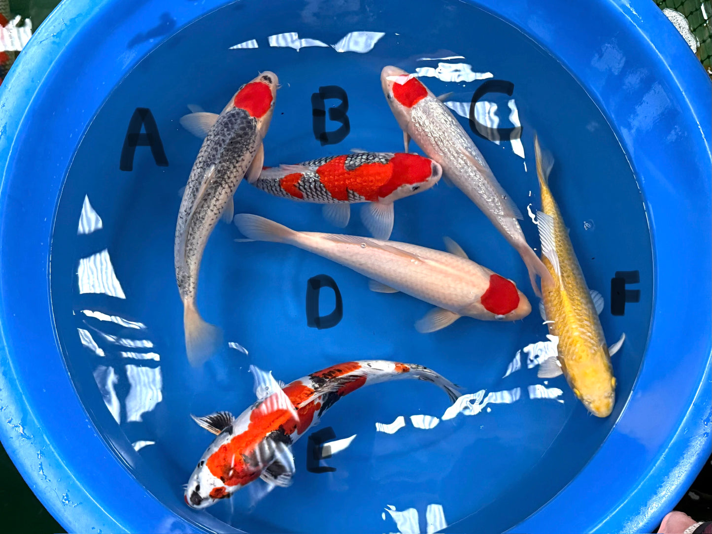 High Quality Nissai Mix