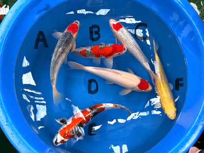 High Quality Nissai Mix