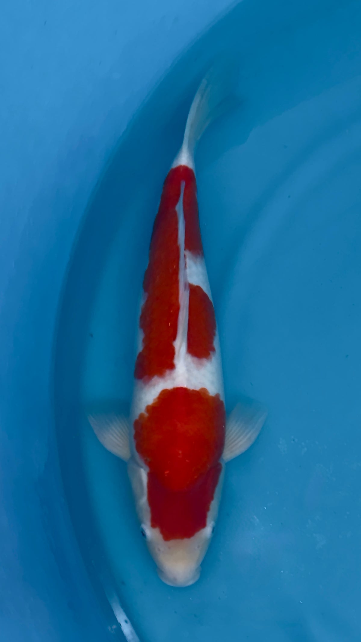 HQ Kohaku