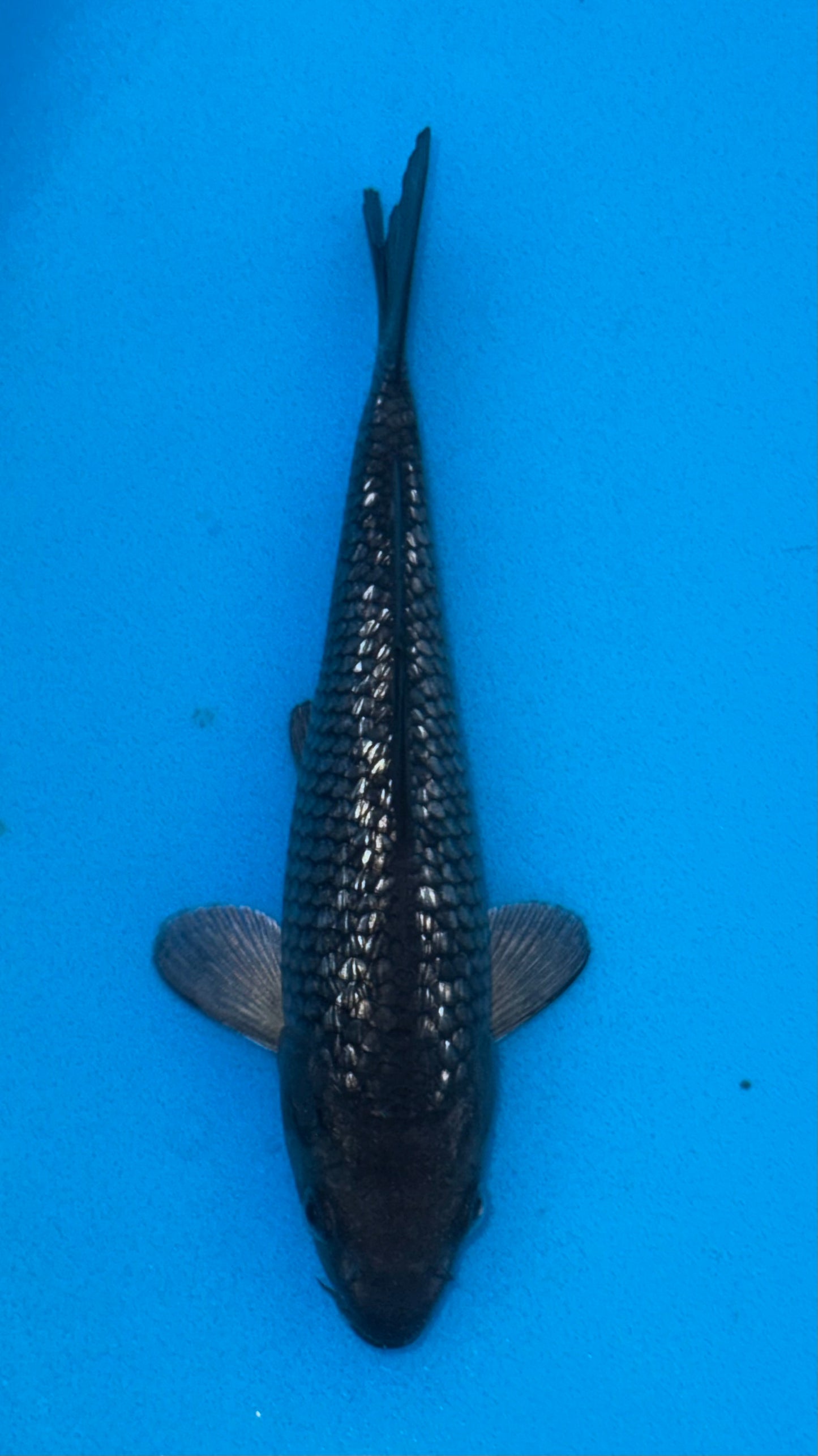 Black Diamond