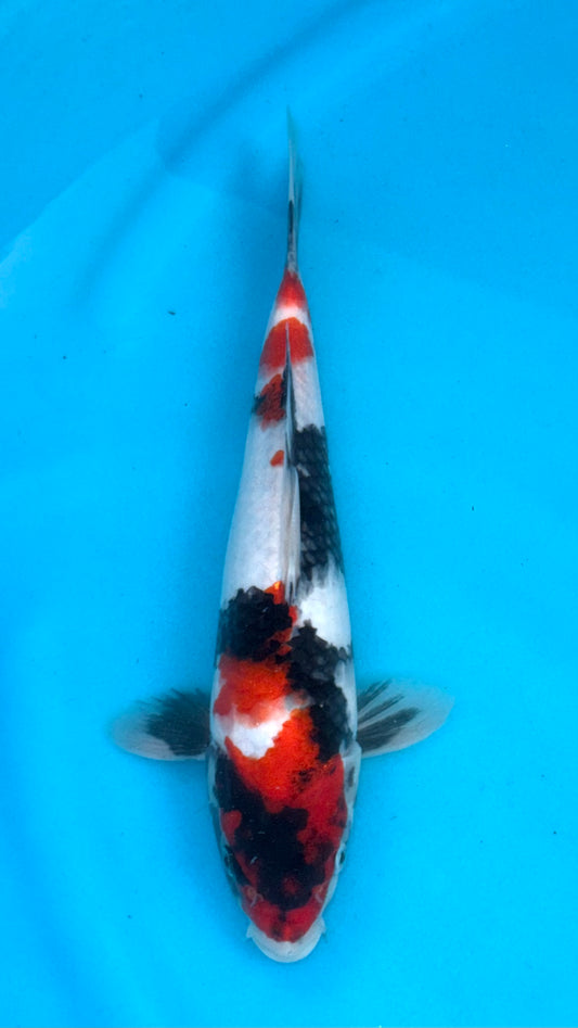 Showa