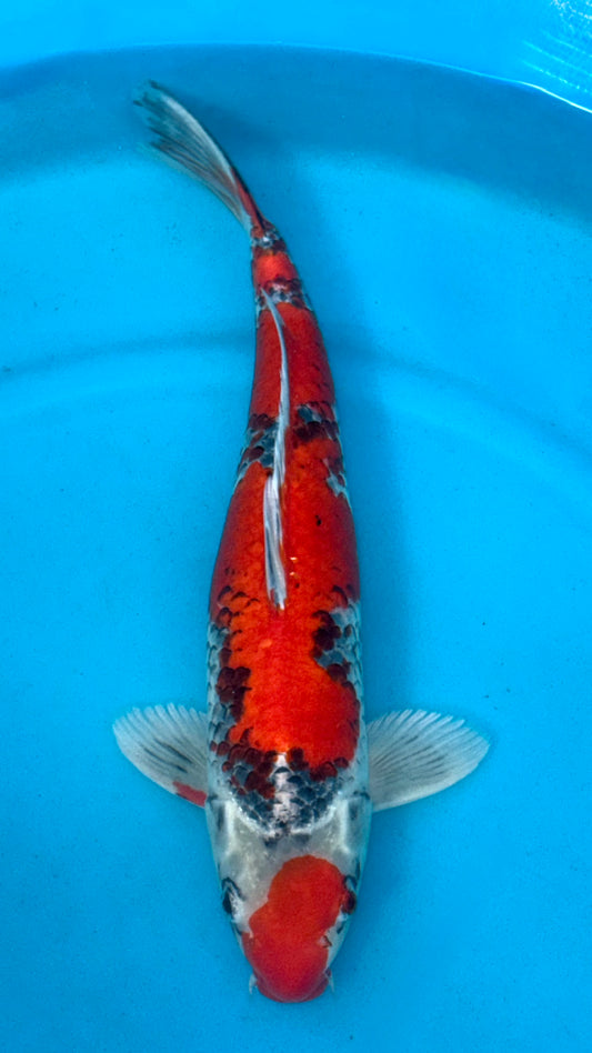 Metallic Goshiki