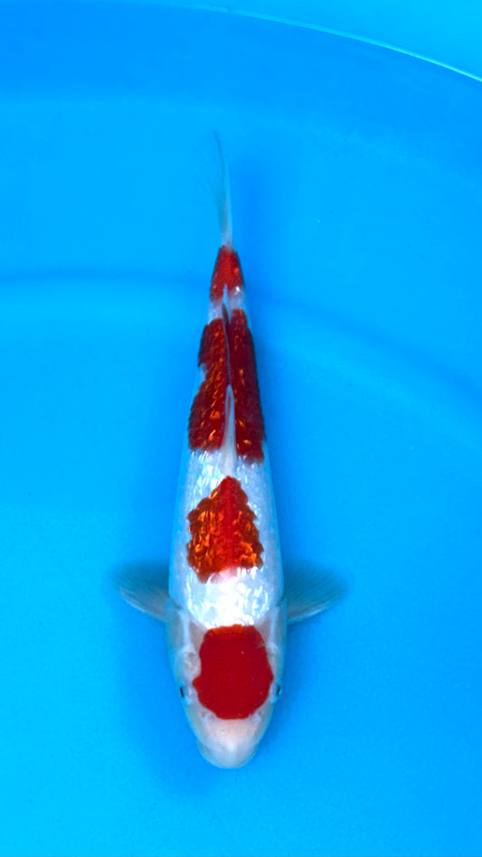 Ginrin Kohaku