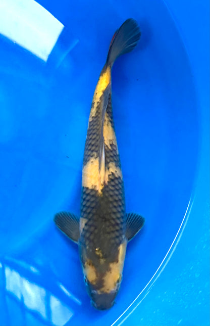 High Quality Ki-Utsuri