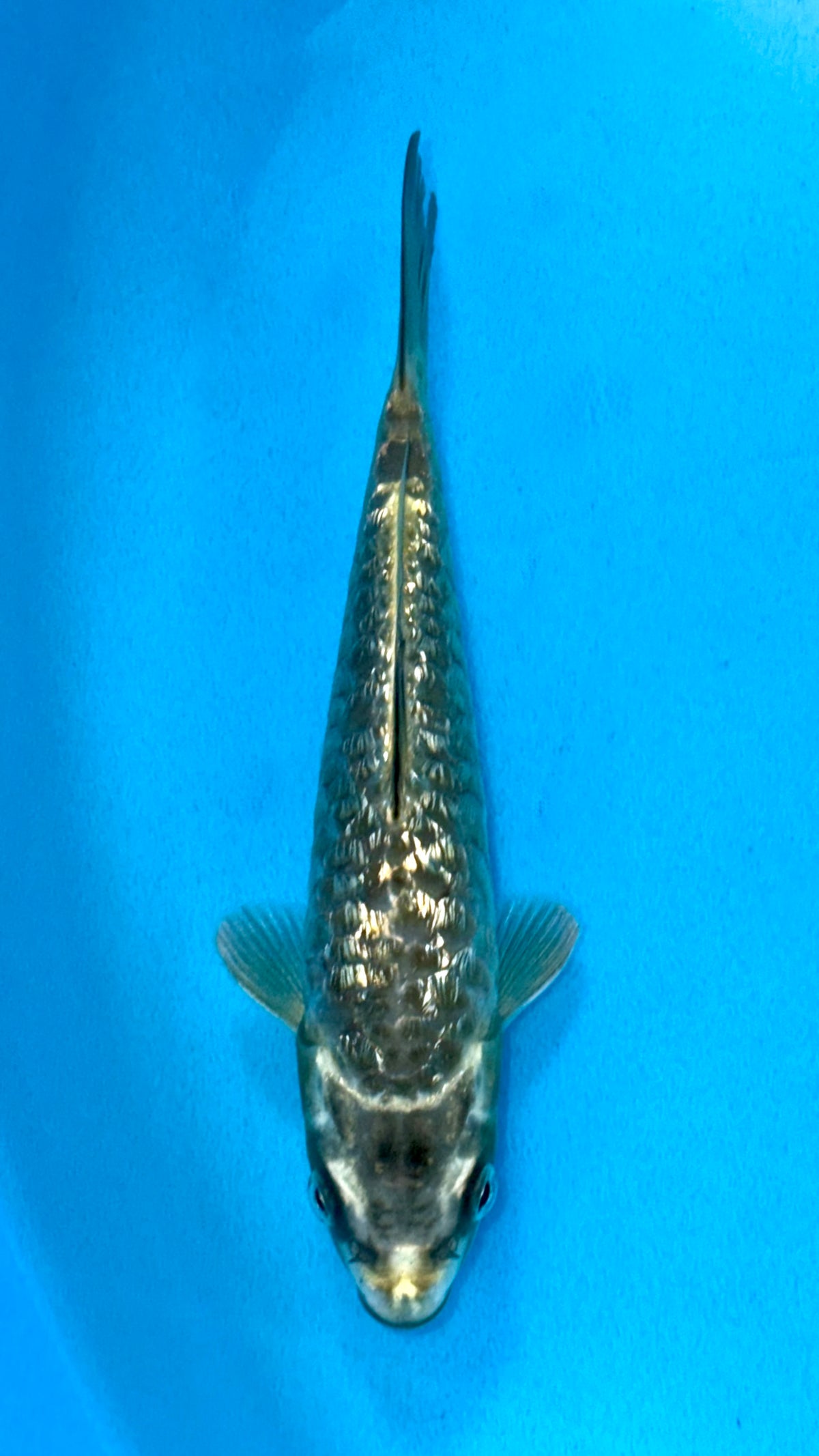 Diamond Dragon