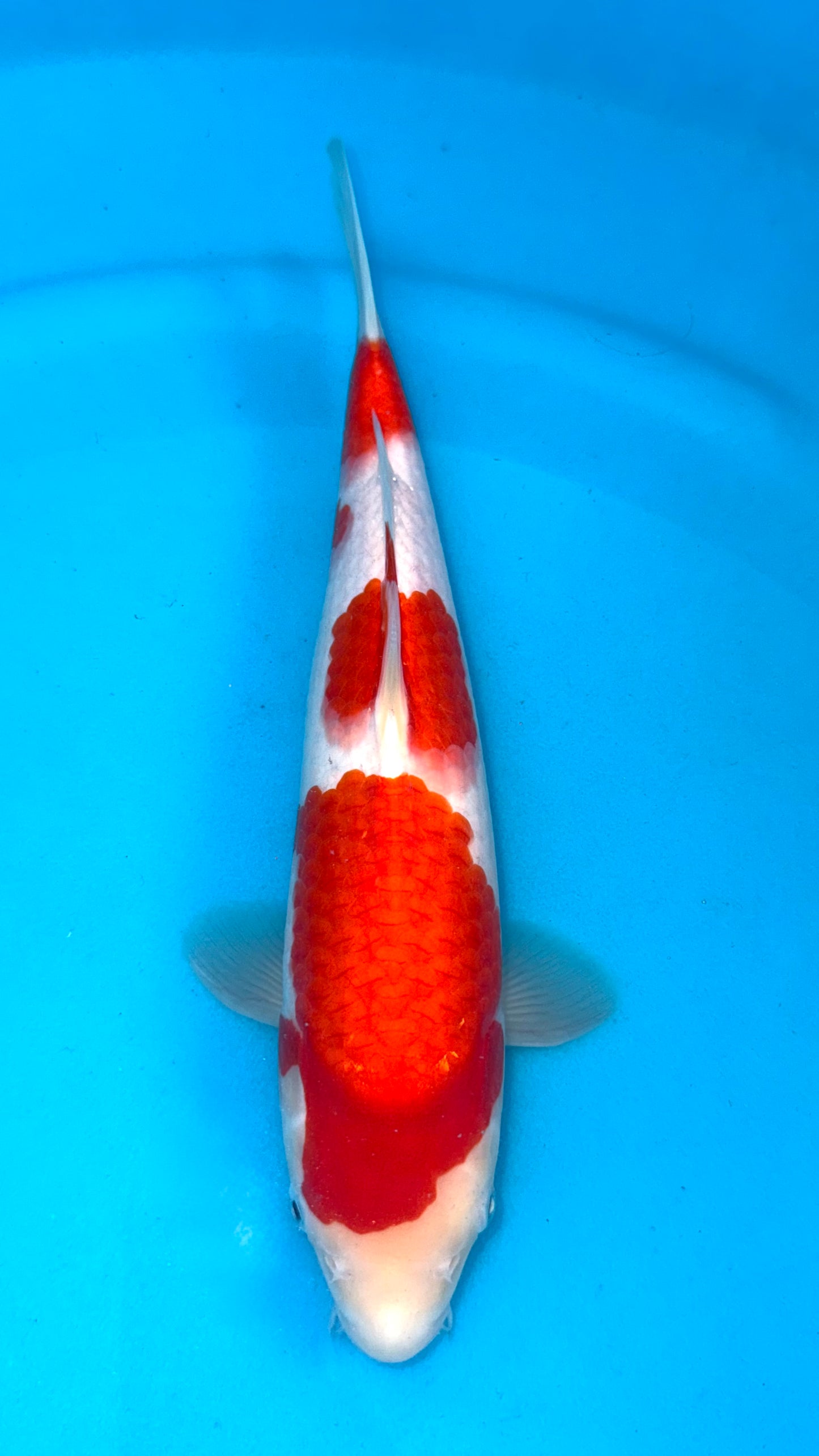 Kohaku