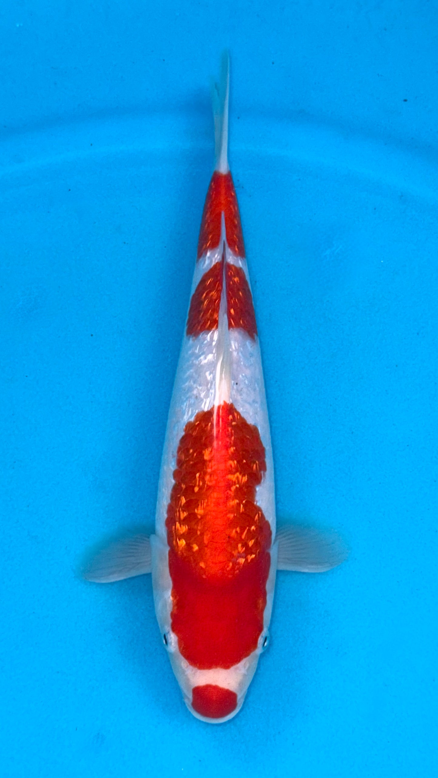 Ginrin Kohaku