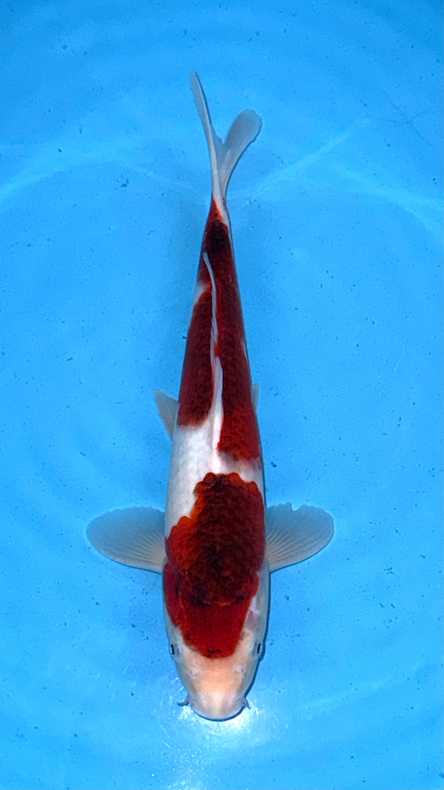 Goromo
