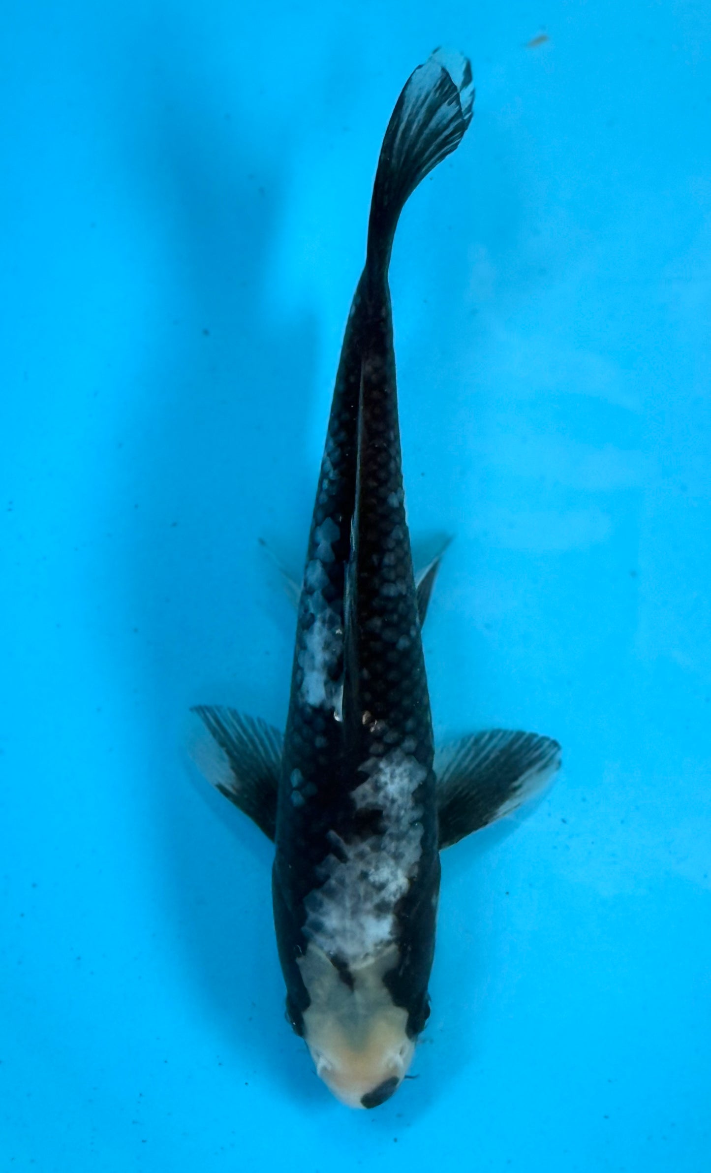 Matsukawabaki