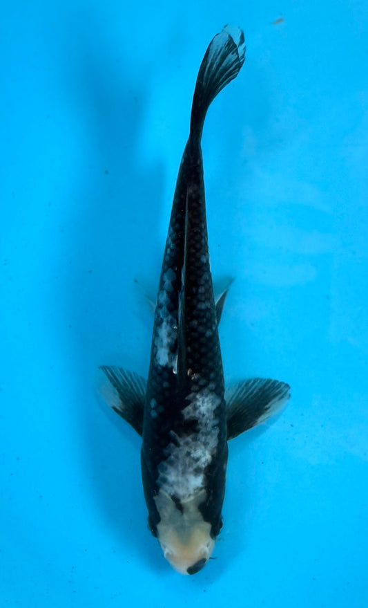 Matsukawabaki