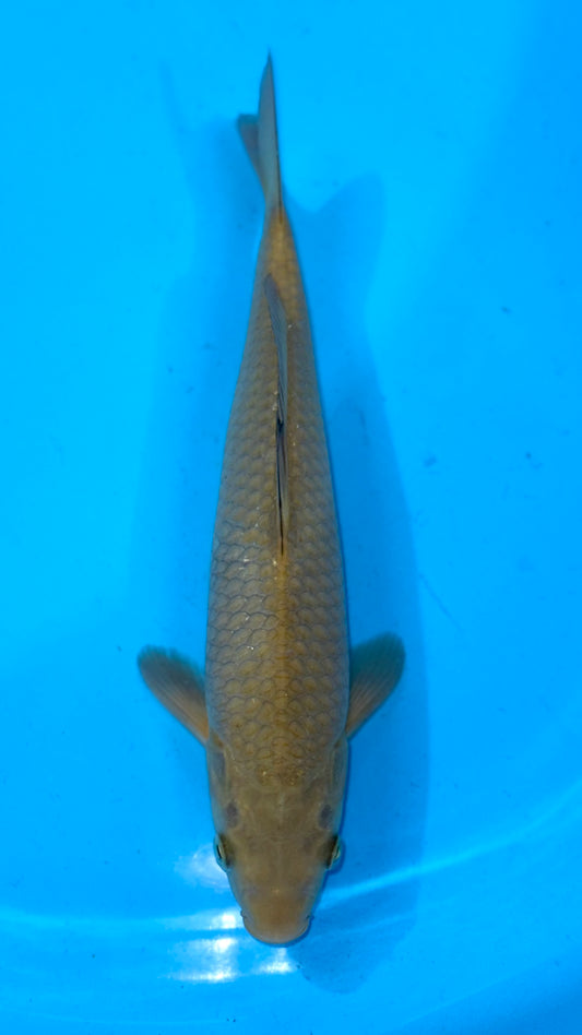 Chagoi