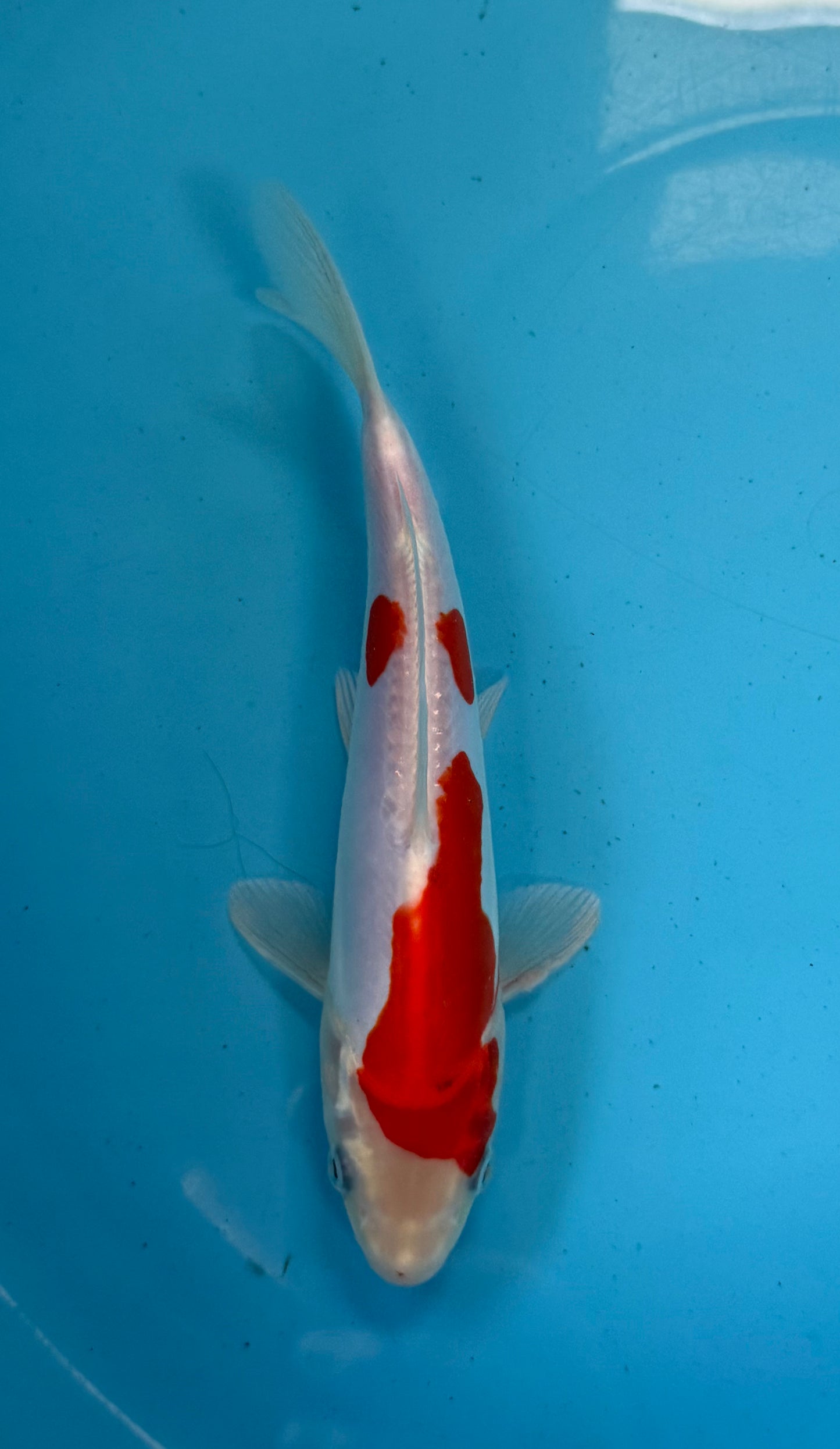 Kikusui