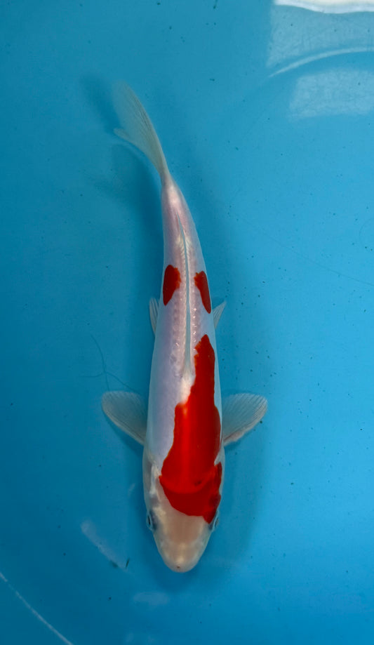 Kikusui
