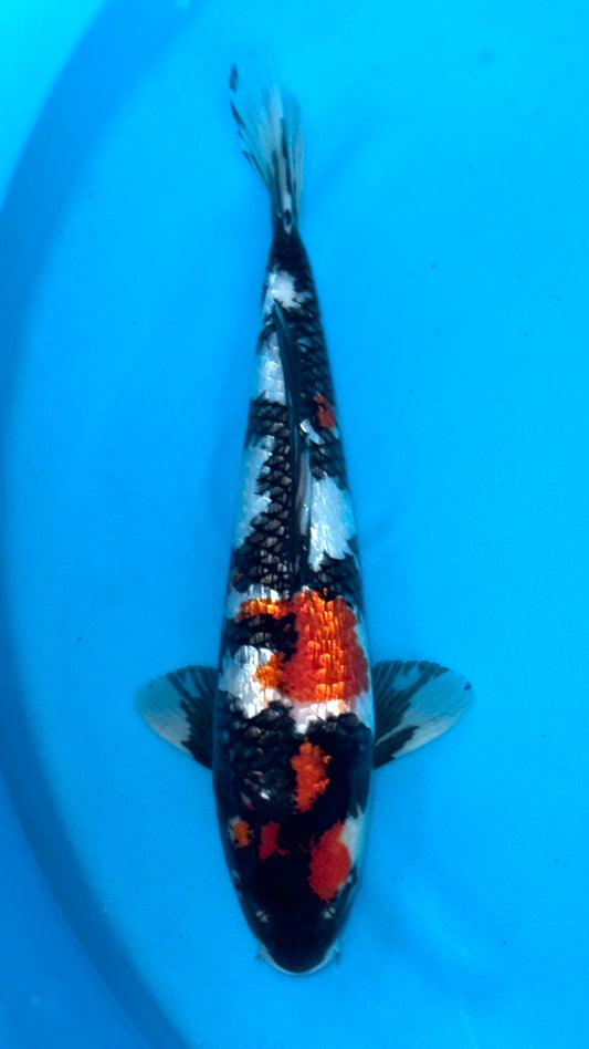 High Quality Ginrin Showa