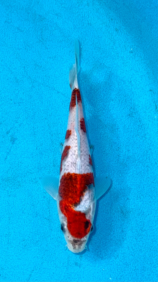 Goshiki