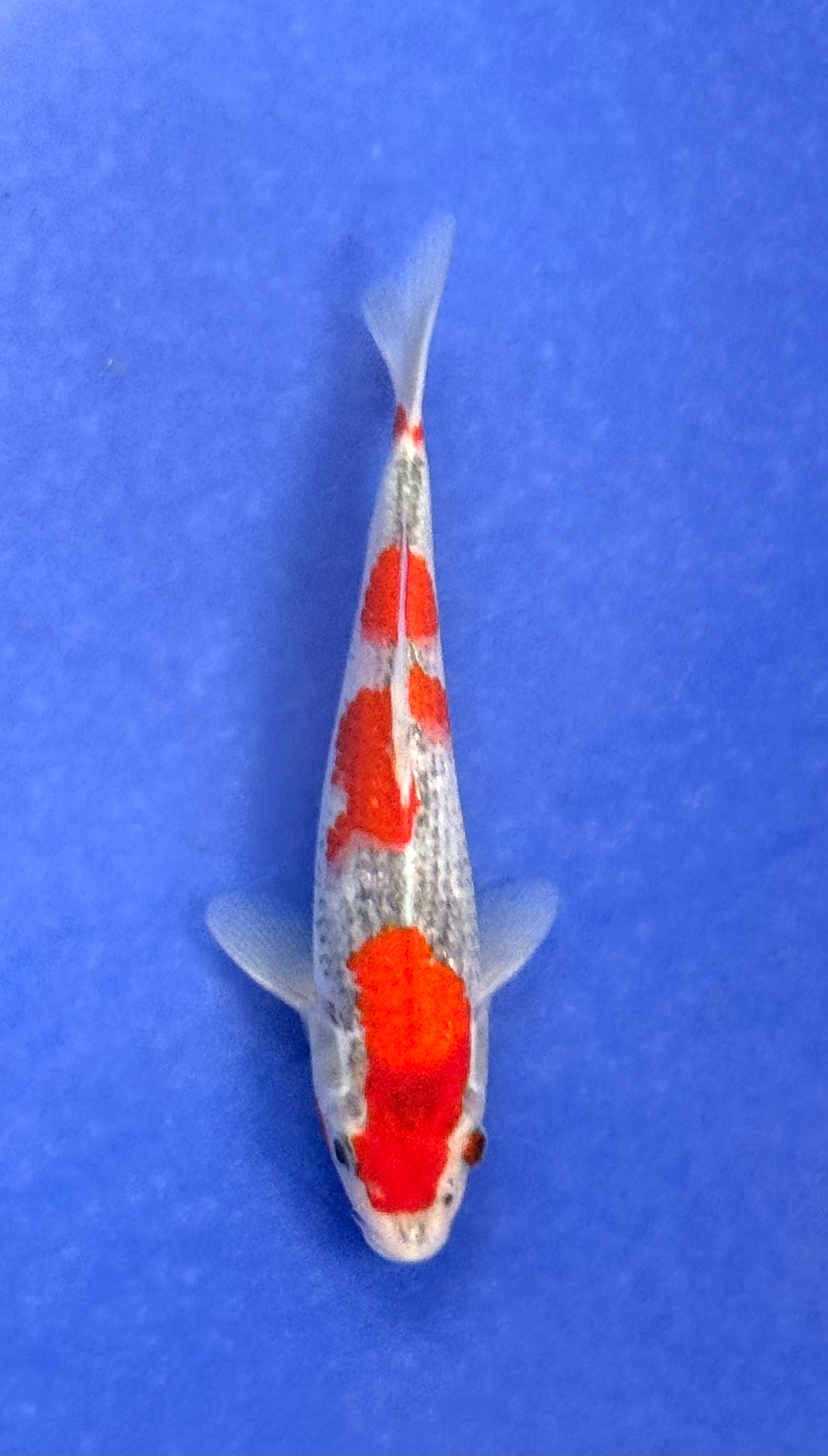 Goshiki