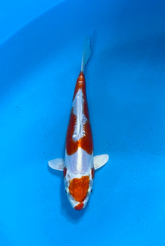 Kikusui