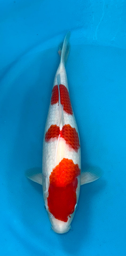 Kohaku