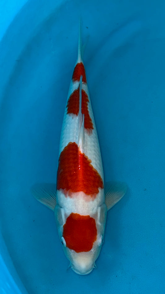 Marutan Kohaku