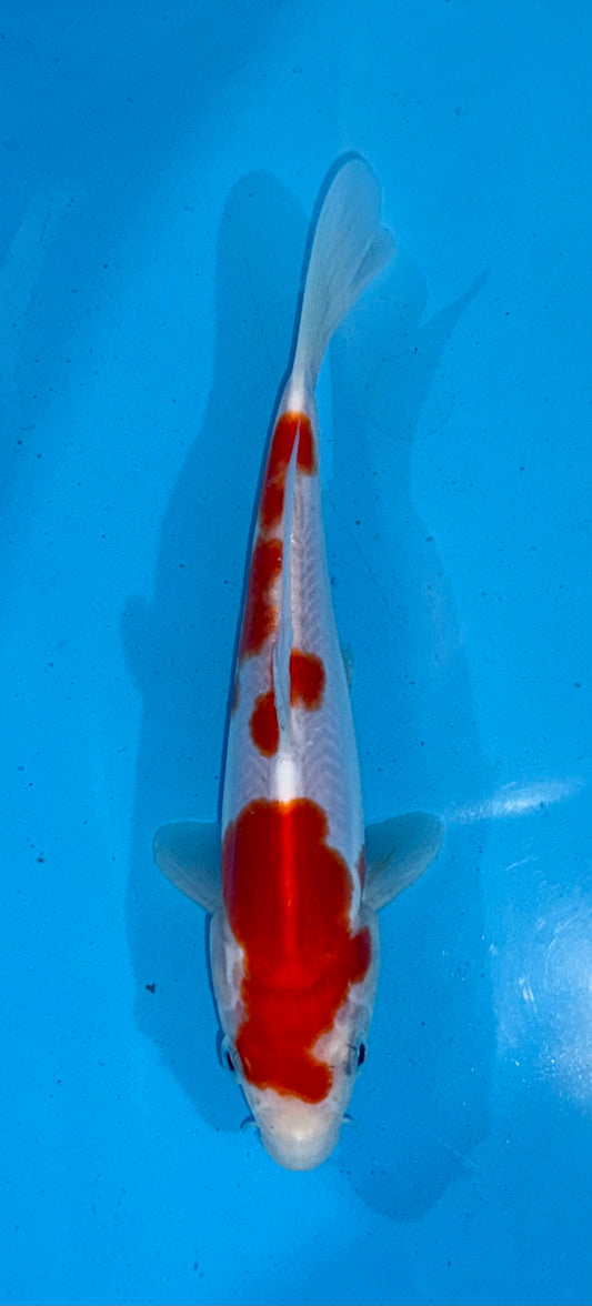 Doitsu Kohaku