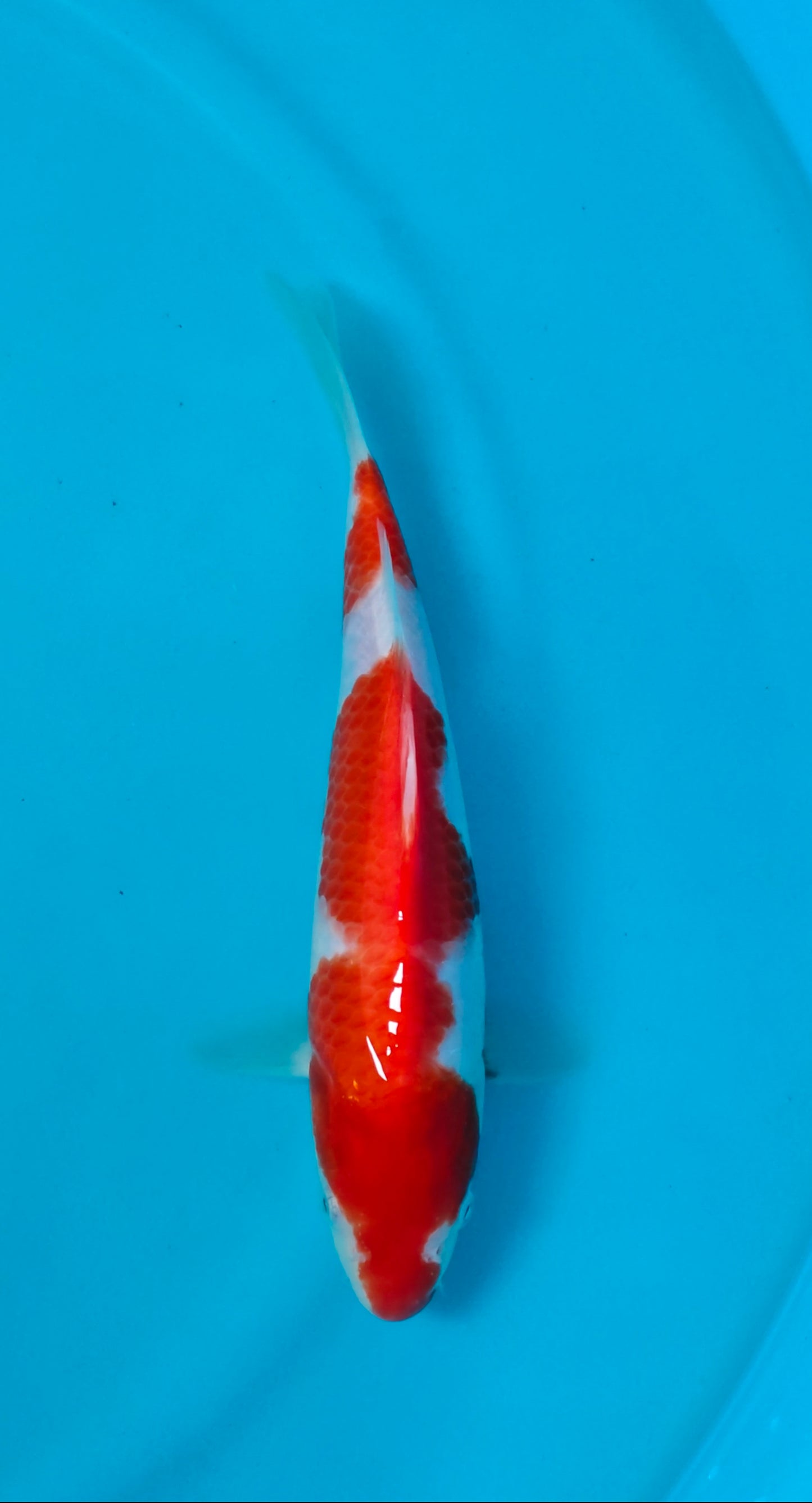 Kohaku