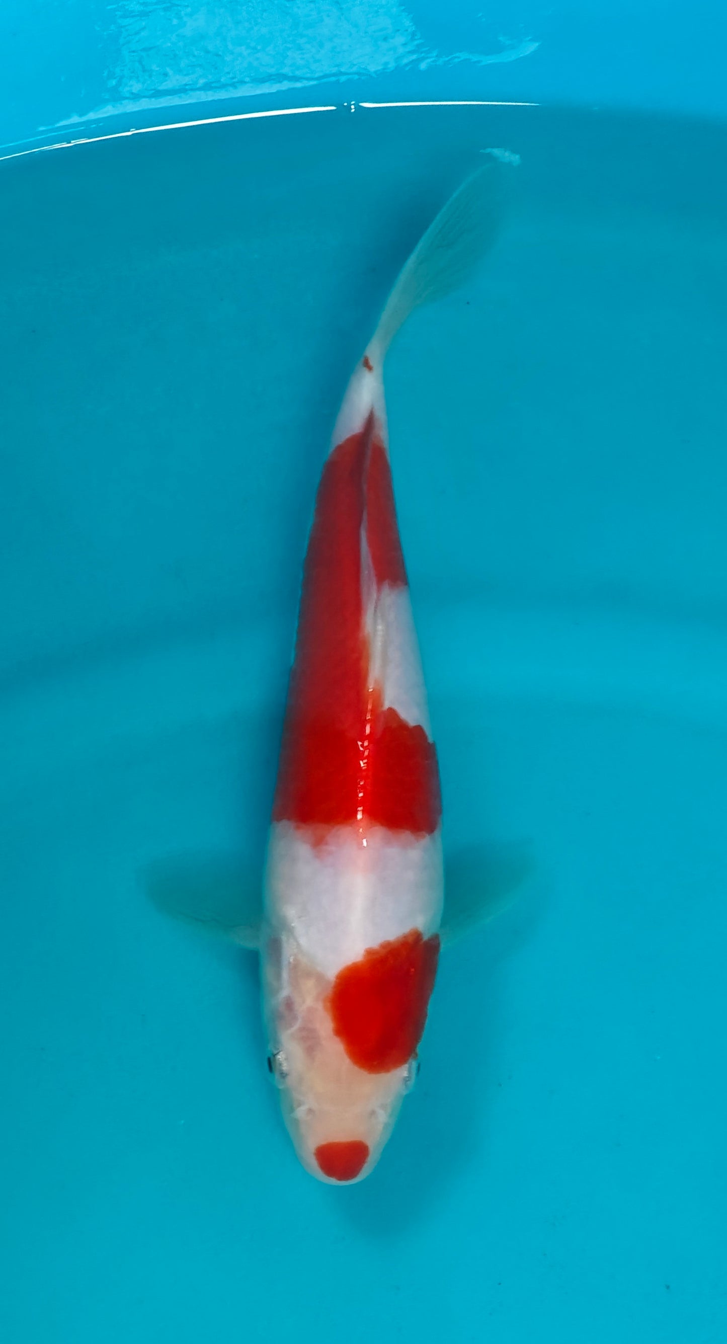 Kohaku