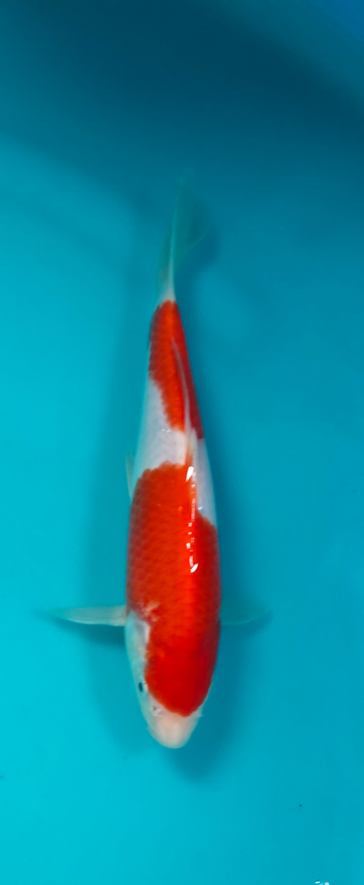 Kohaku