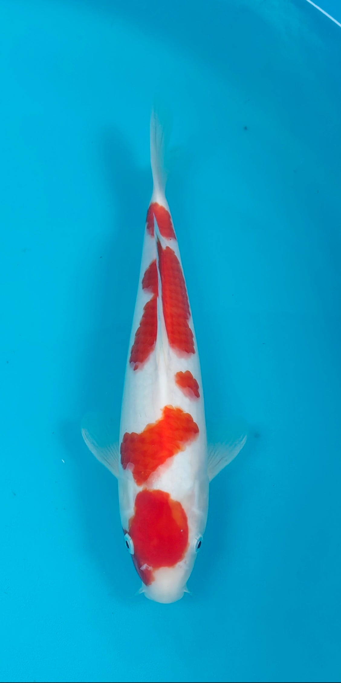 Kohaku